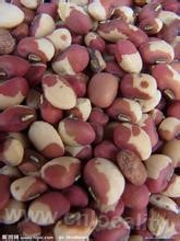 cowpea