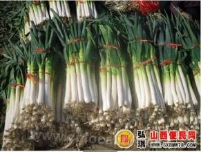 Xijia scallion