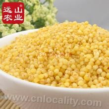 &quot;pearl yellow&quot; millet