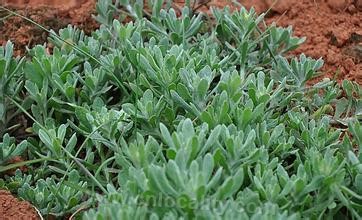 affine cudweed