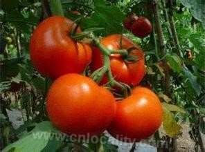 Dryland tomato