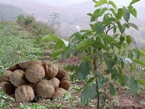 Changzhi walnut