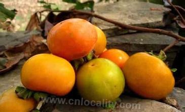 Changzhi green persimmon