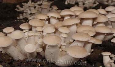 Qinyuan edible fungi