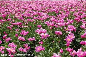 Chinese herbaceous peony